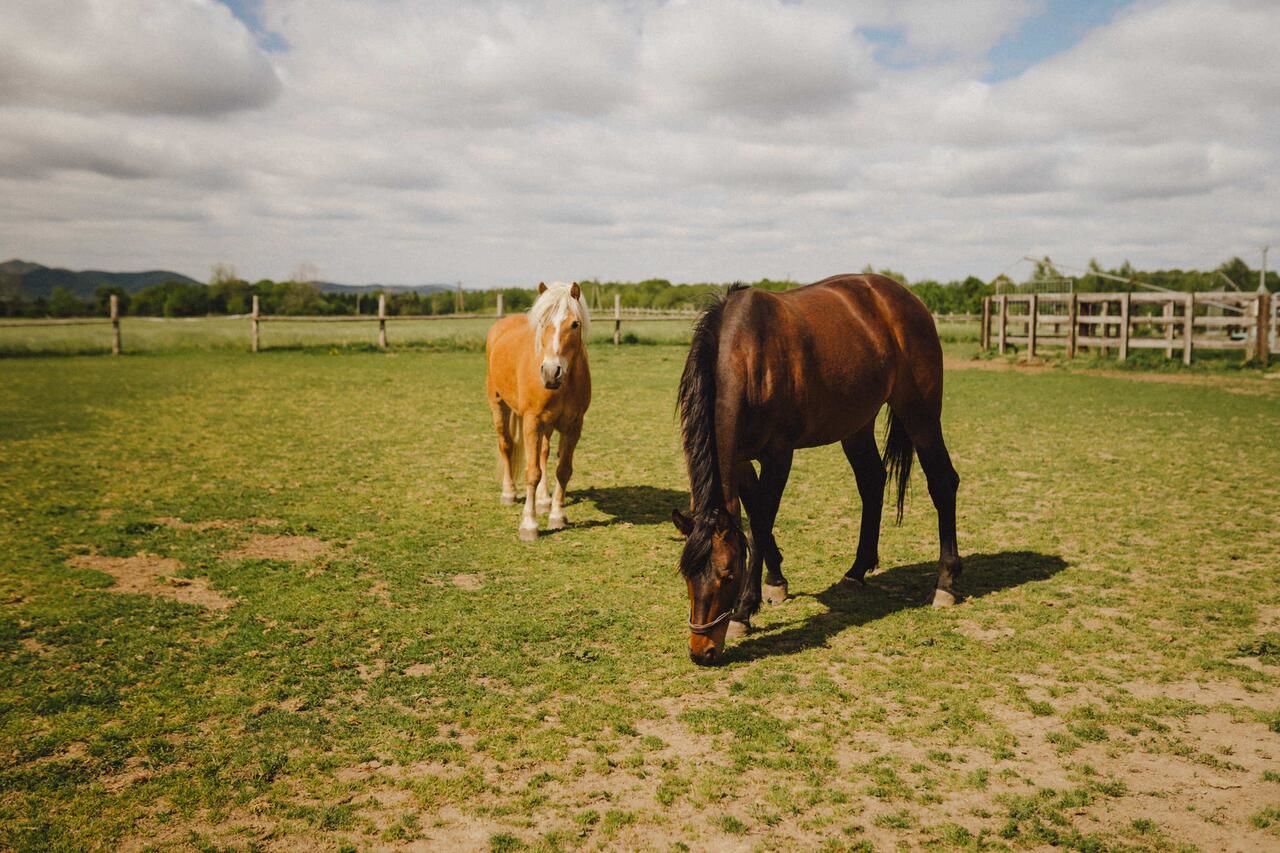 Фермерские дома Agritourism Farm Podkowa Модлишув-38