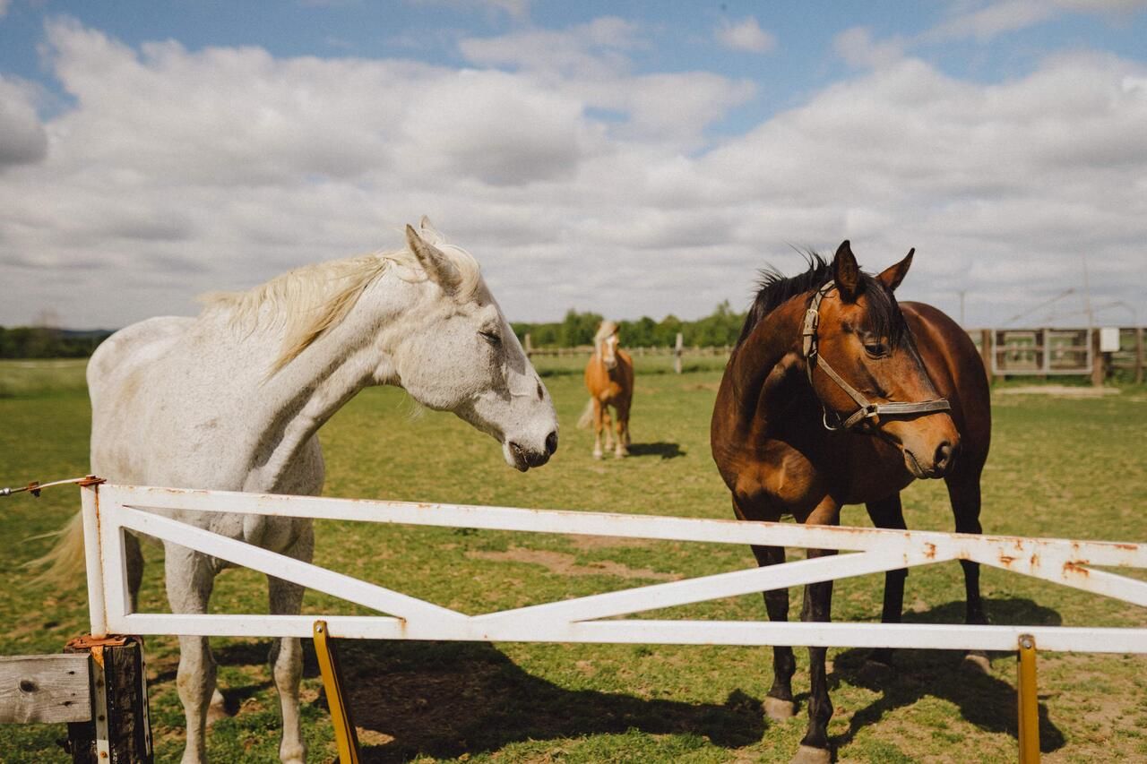 Фермерские дома Agritourism Farm Podkowa Модлишув-39