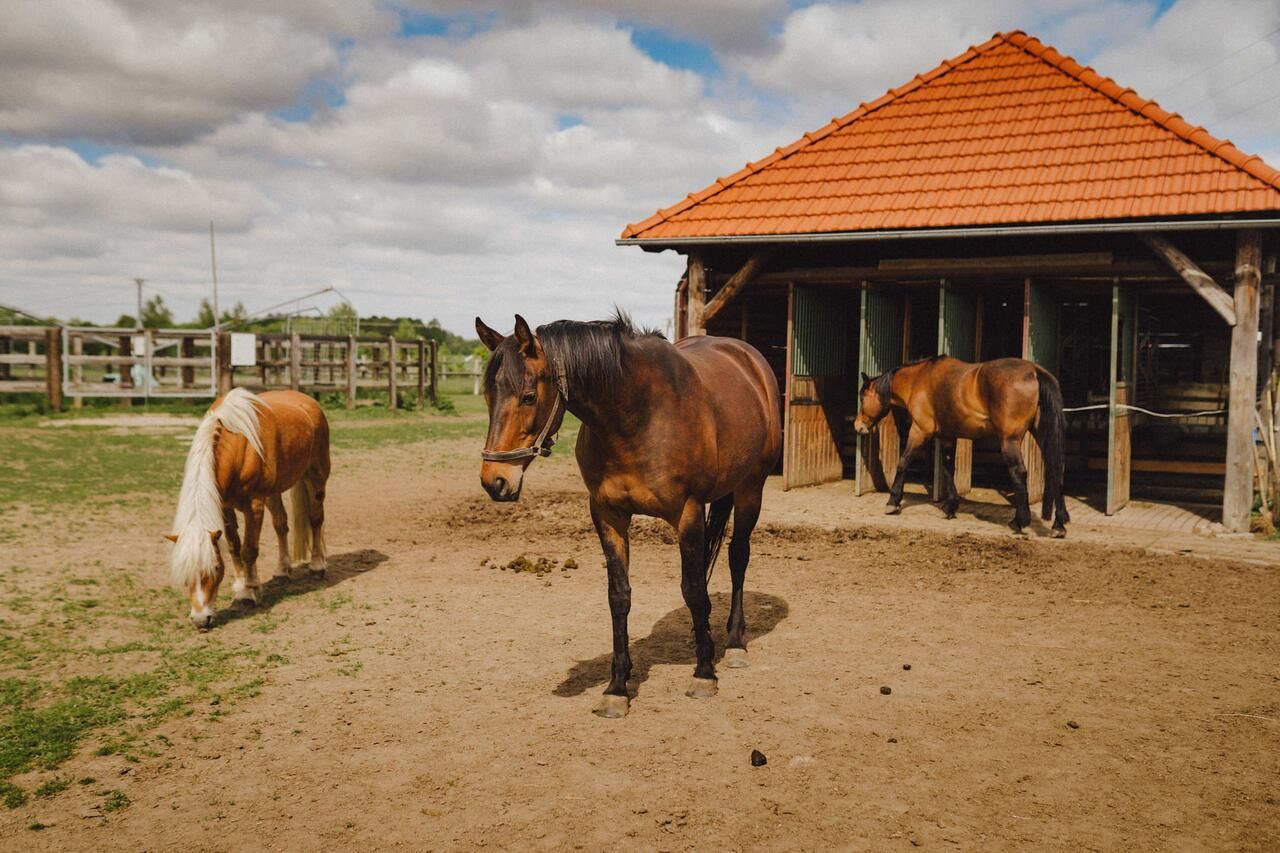 Фермерские дома Agritourism Farm Podkowa Модлишув