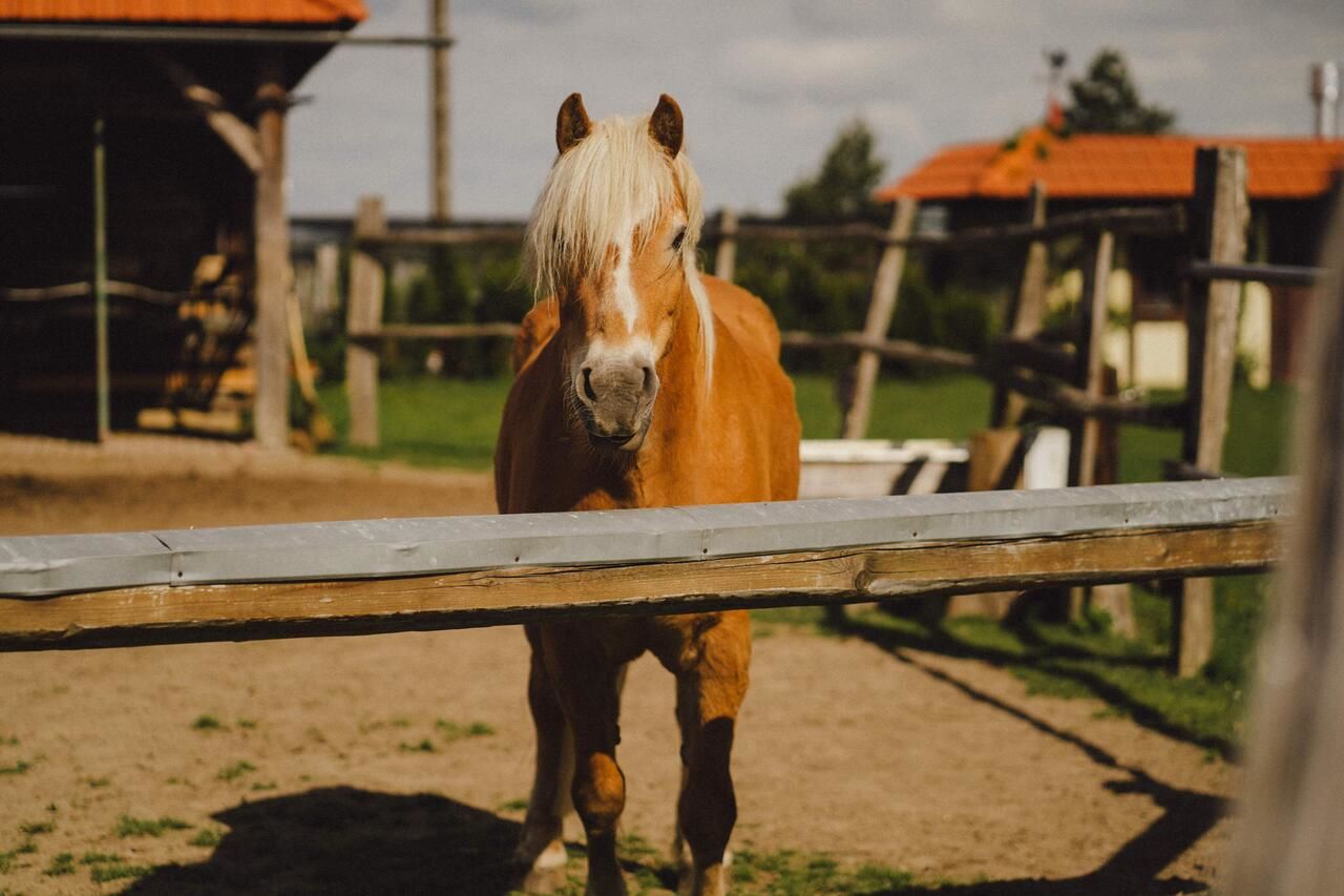 Фермерские дома Agritourism Farm Podkowa Модлишув